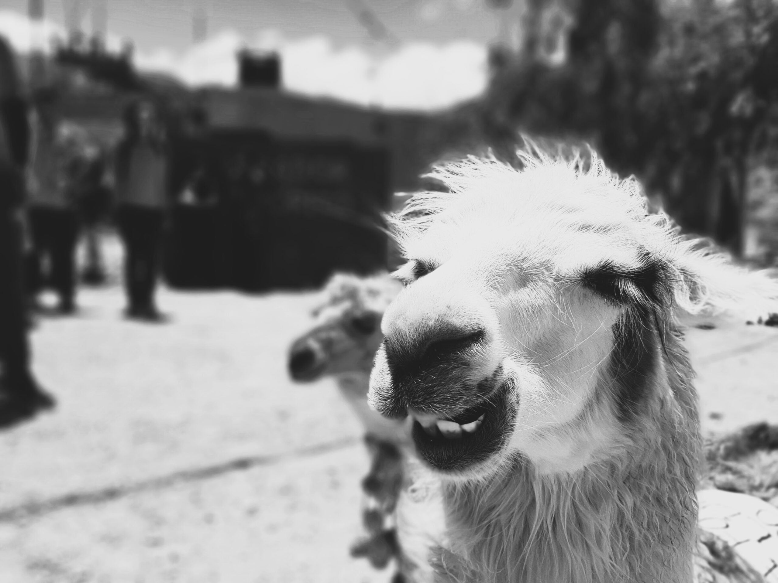 AMP is WAC — 6/27/25