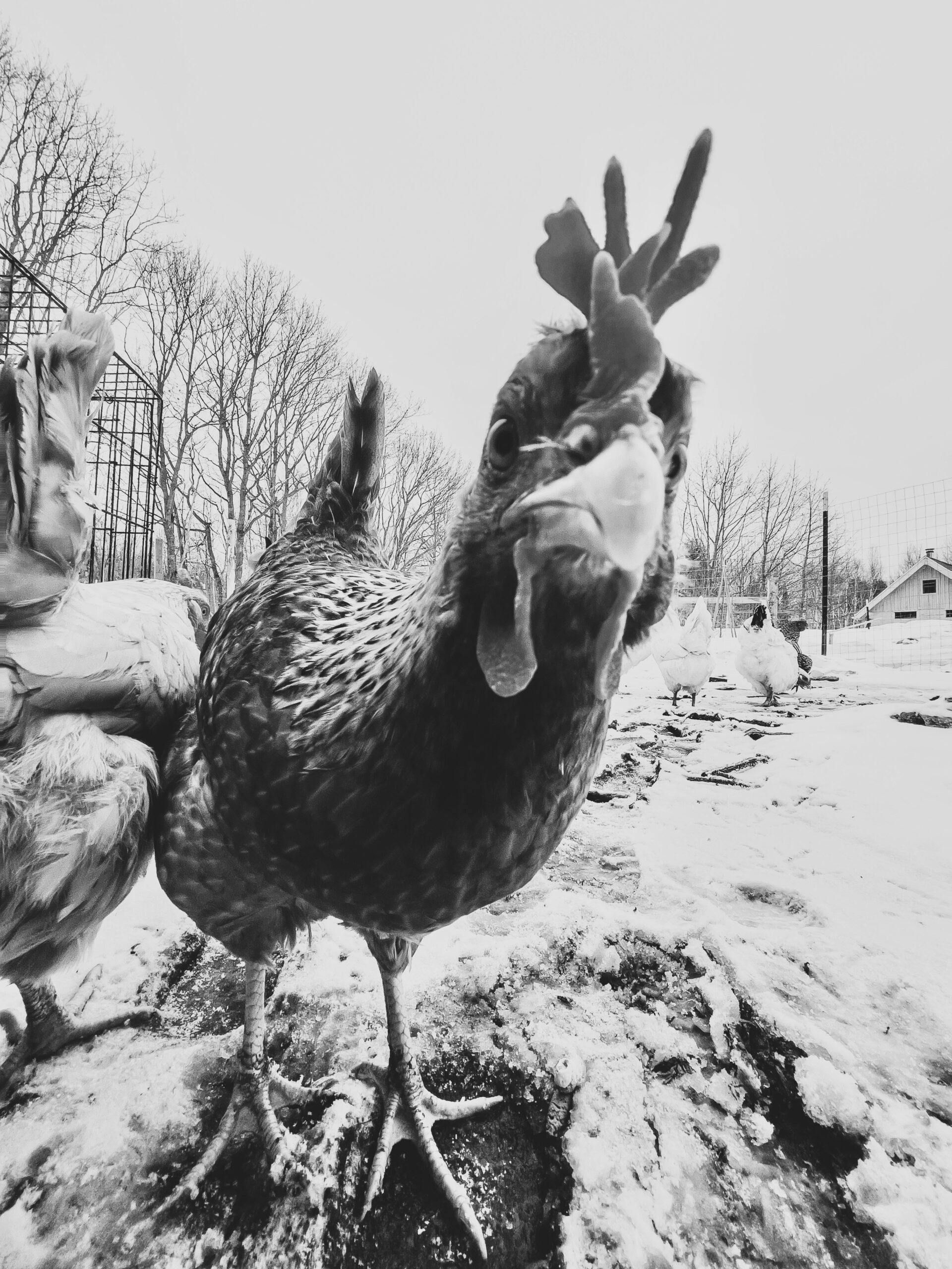 AMP is WAC — 06/20/25