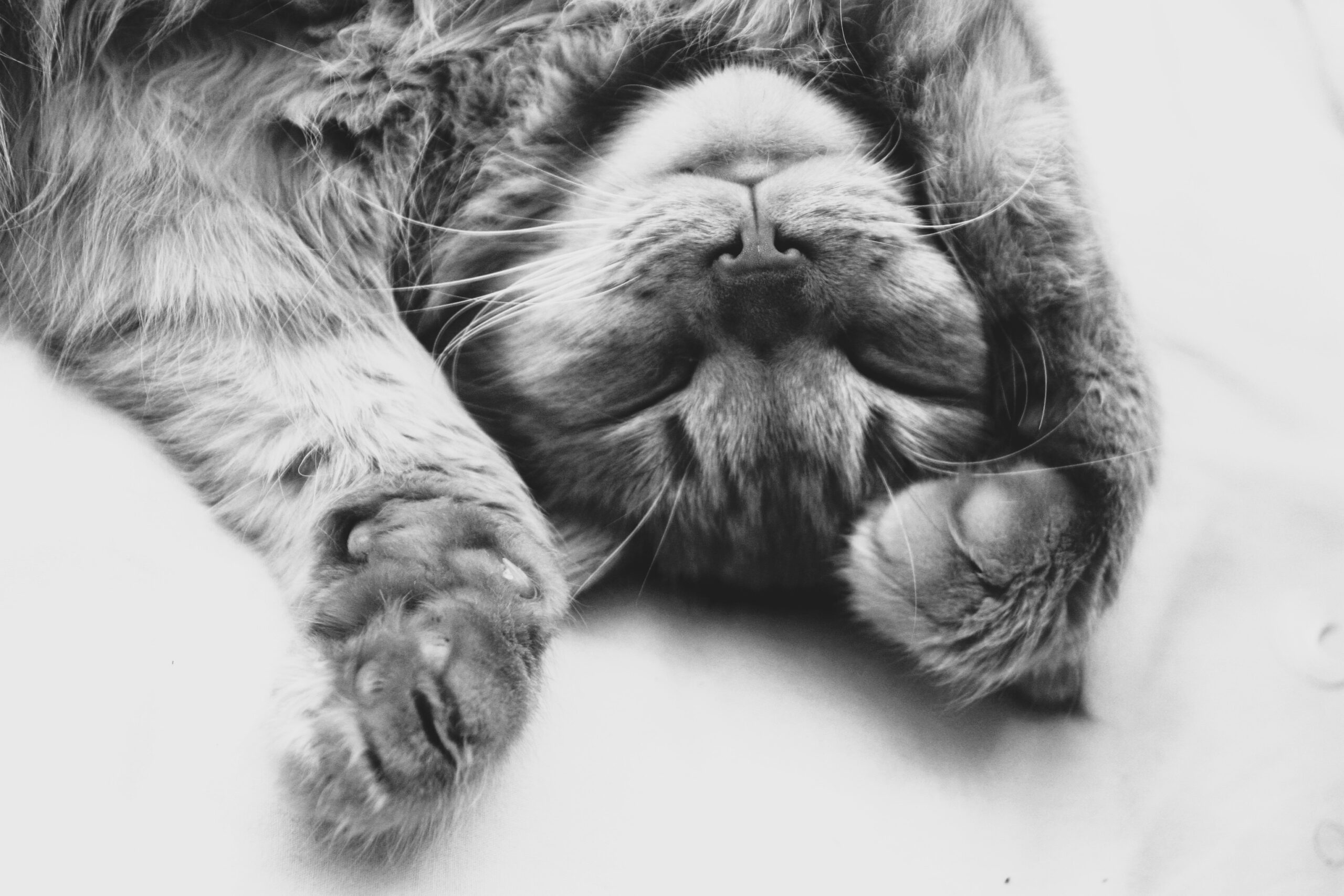 AMP is WAC — 08/08/25