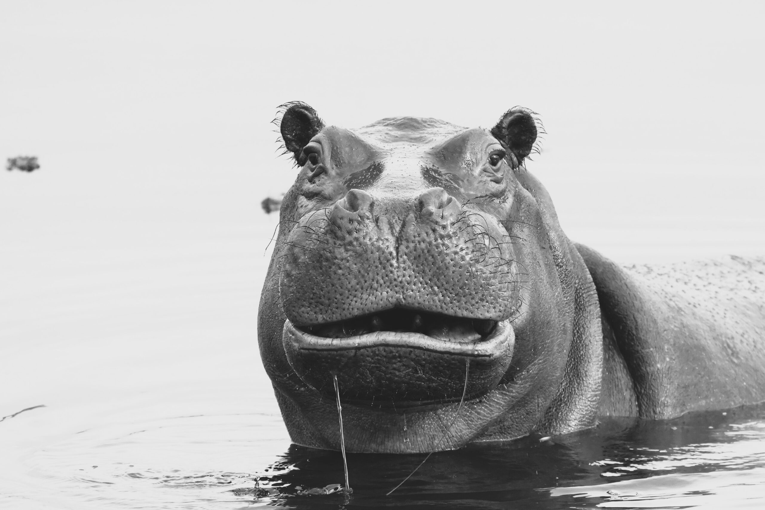 AMP is WAC — 8/15/25