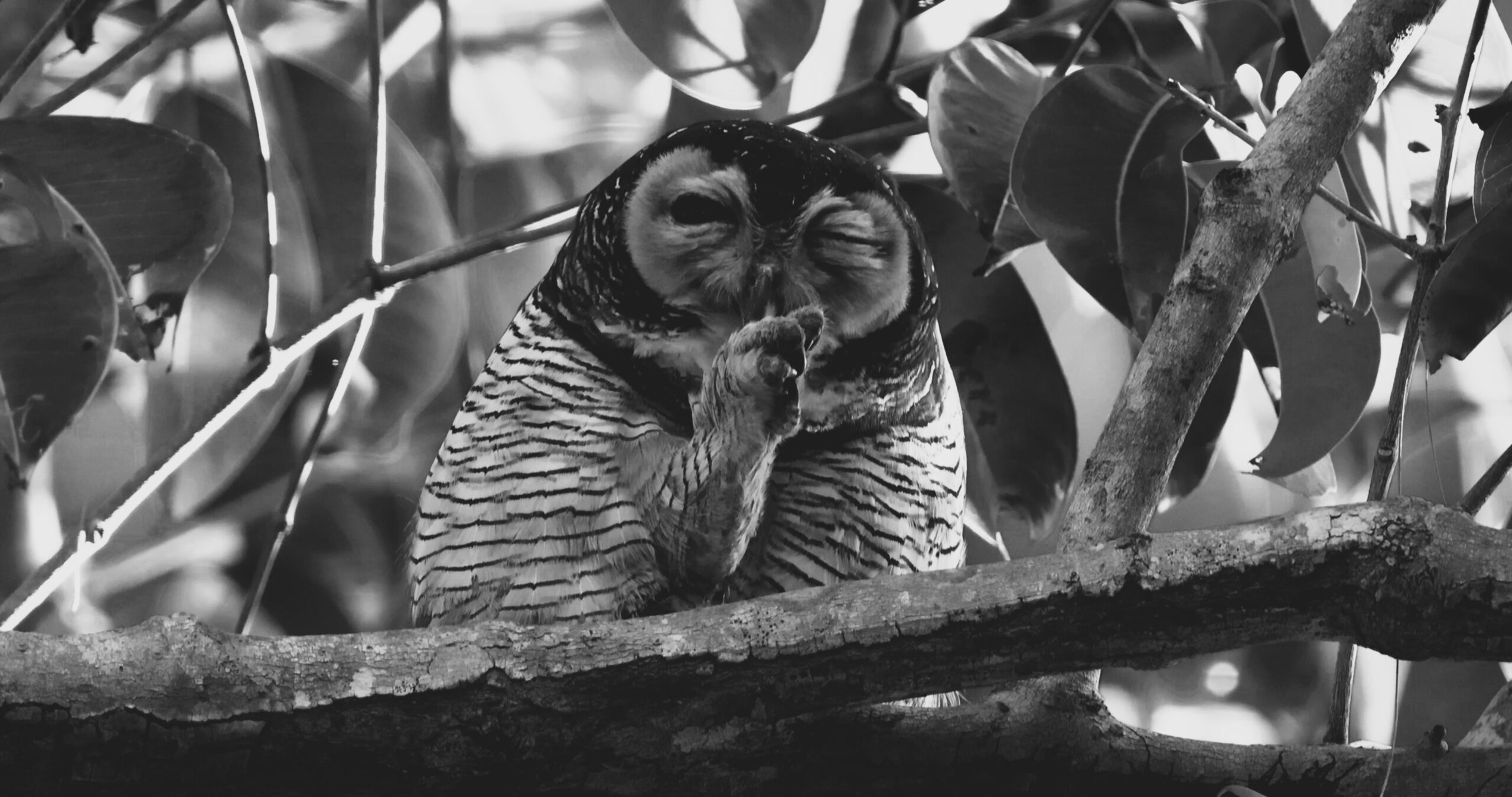 AMP is WAC — 9/26/25