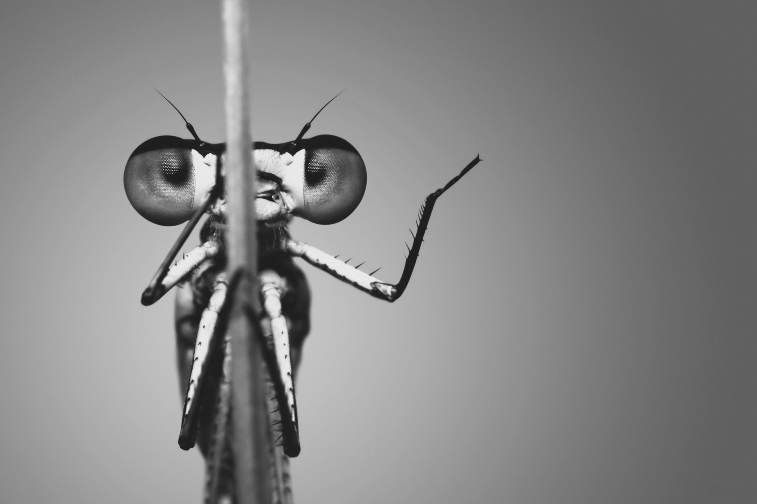 AMP is WAC — 10/24/25