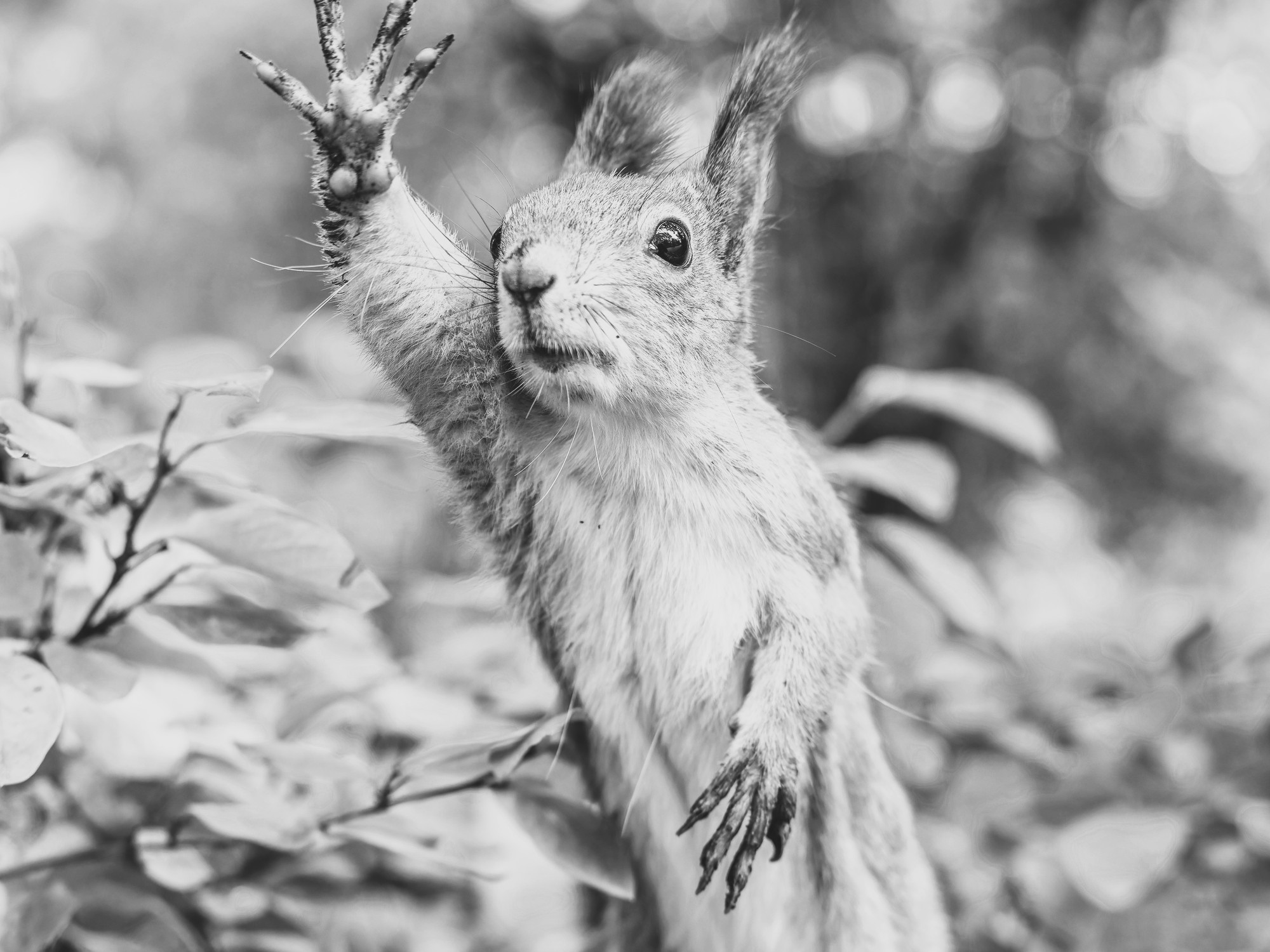 AMP is WAC — 10/10/25