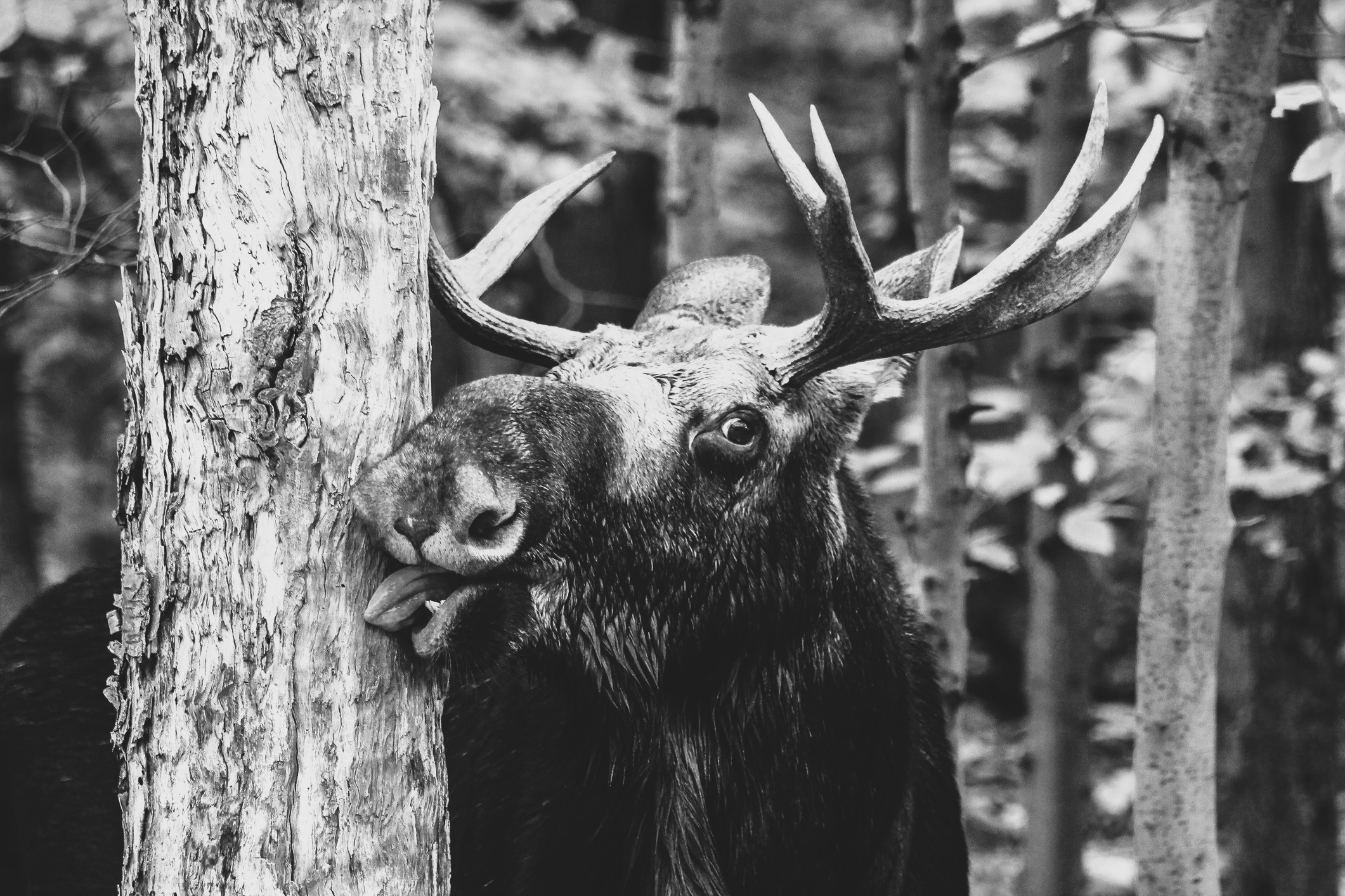 AMP is WAC — 10/17/25