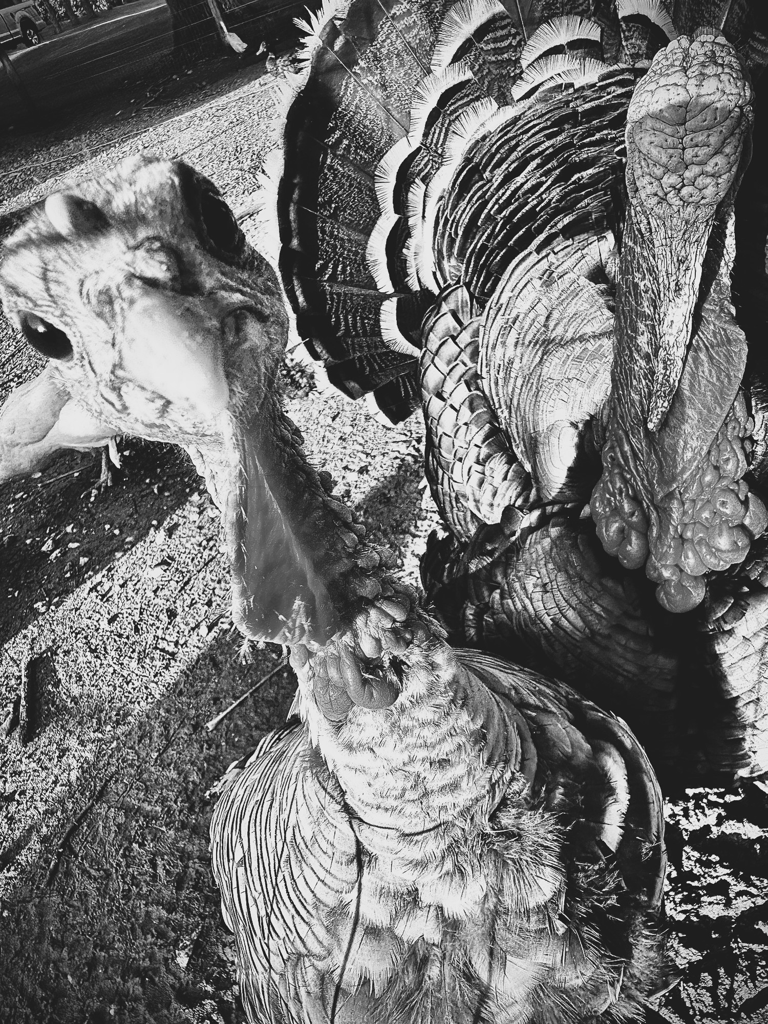 AMP is WAC — 11/21/25