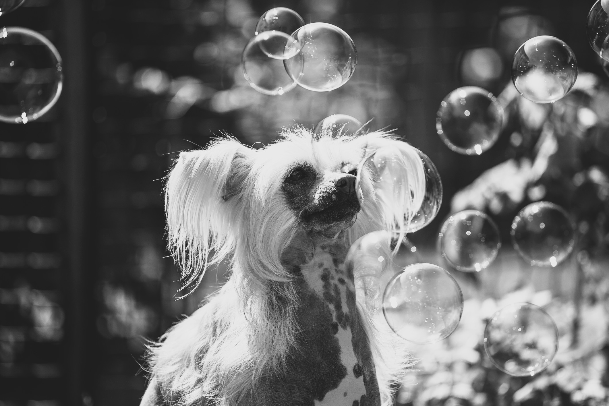 AMP is WAC — 12/5/25