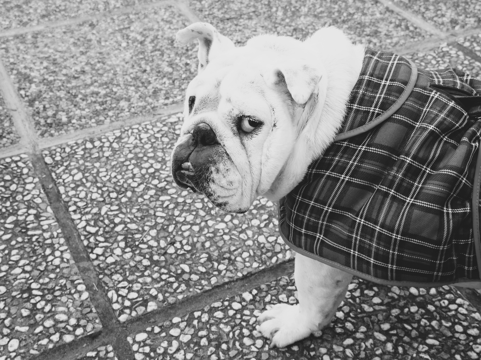 AMP is WAC — 1/30/26