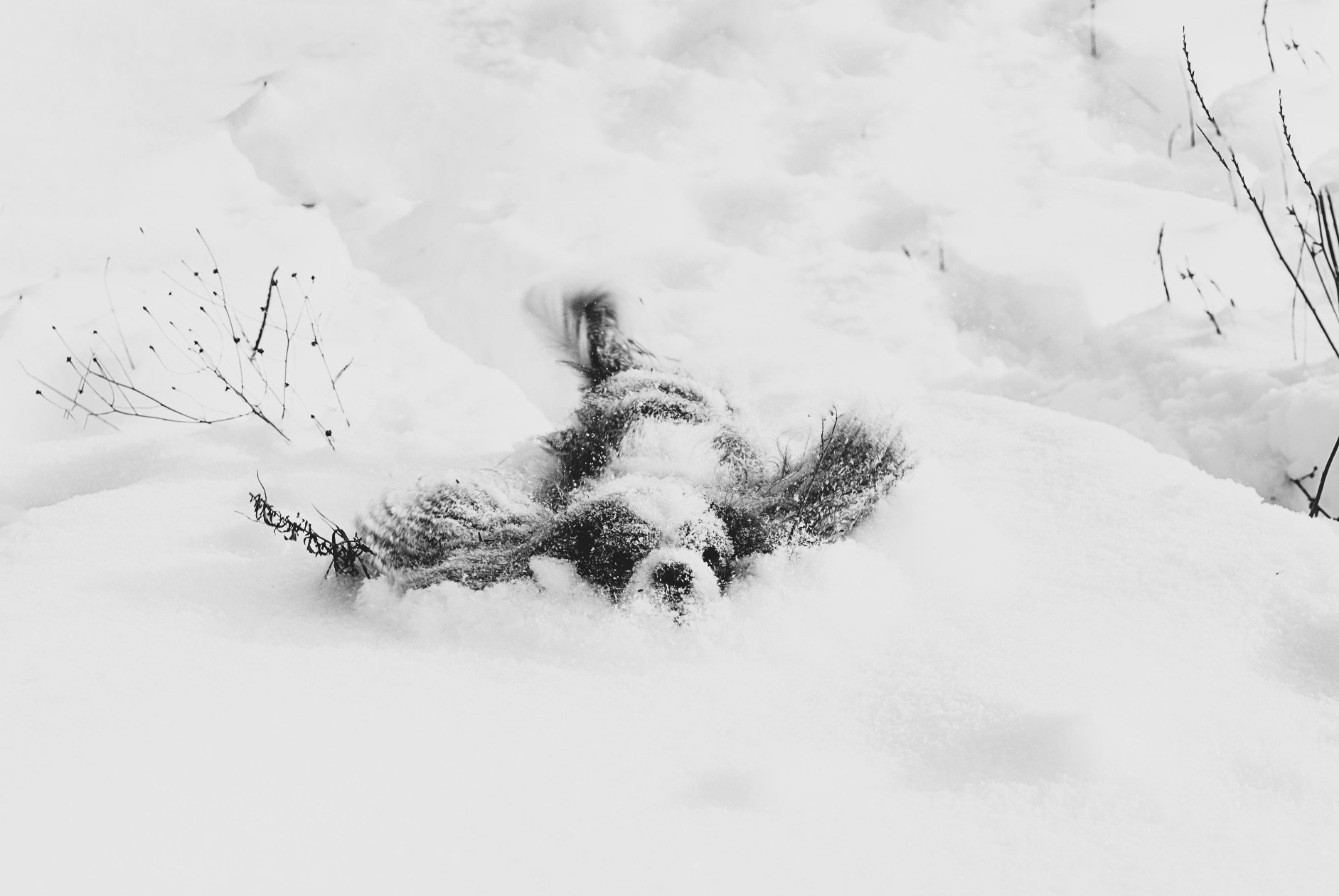 AMP is WAC — 1/22/26