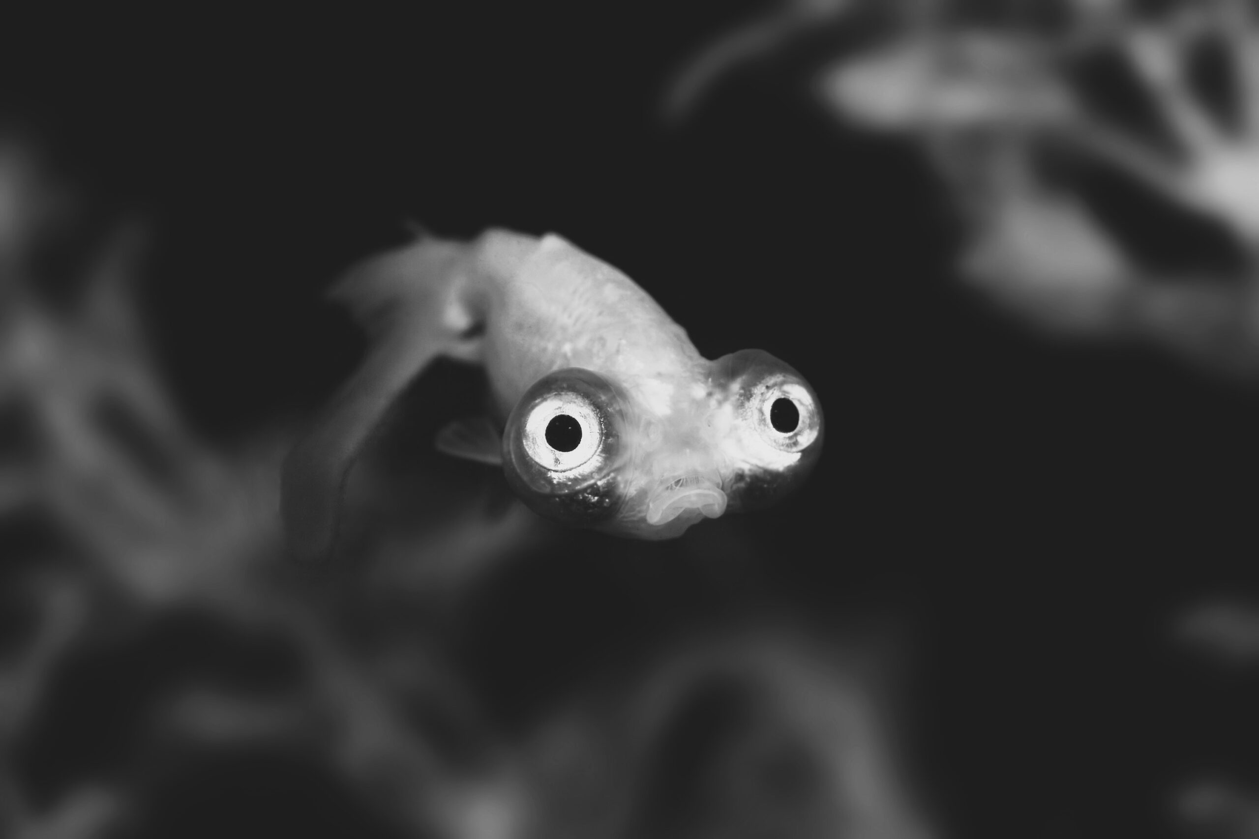 AMP is WAC — 02/27/26