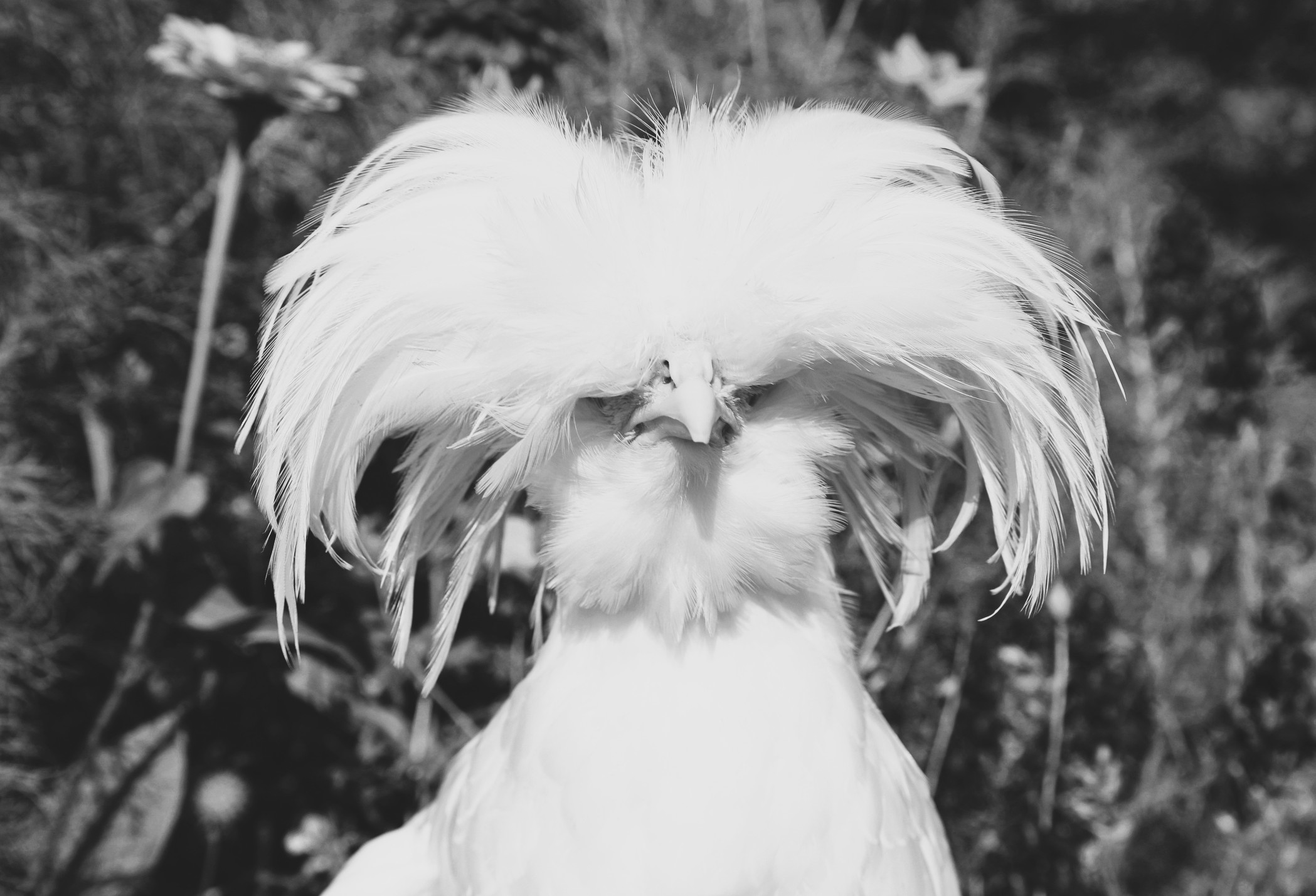 AMP is WAC — 03/27/26